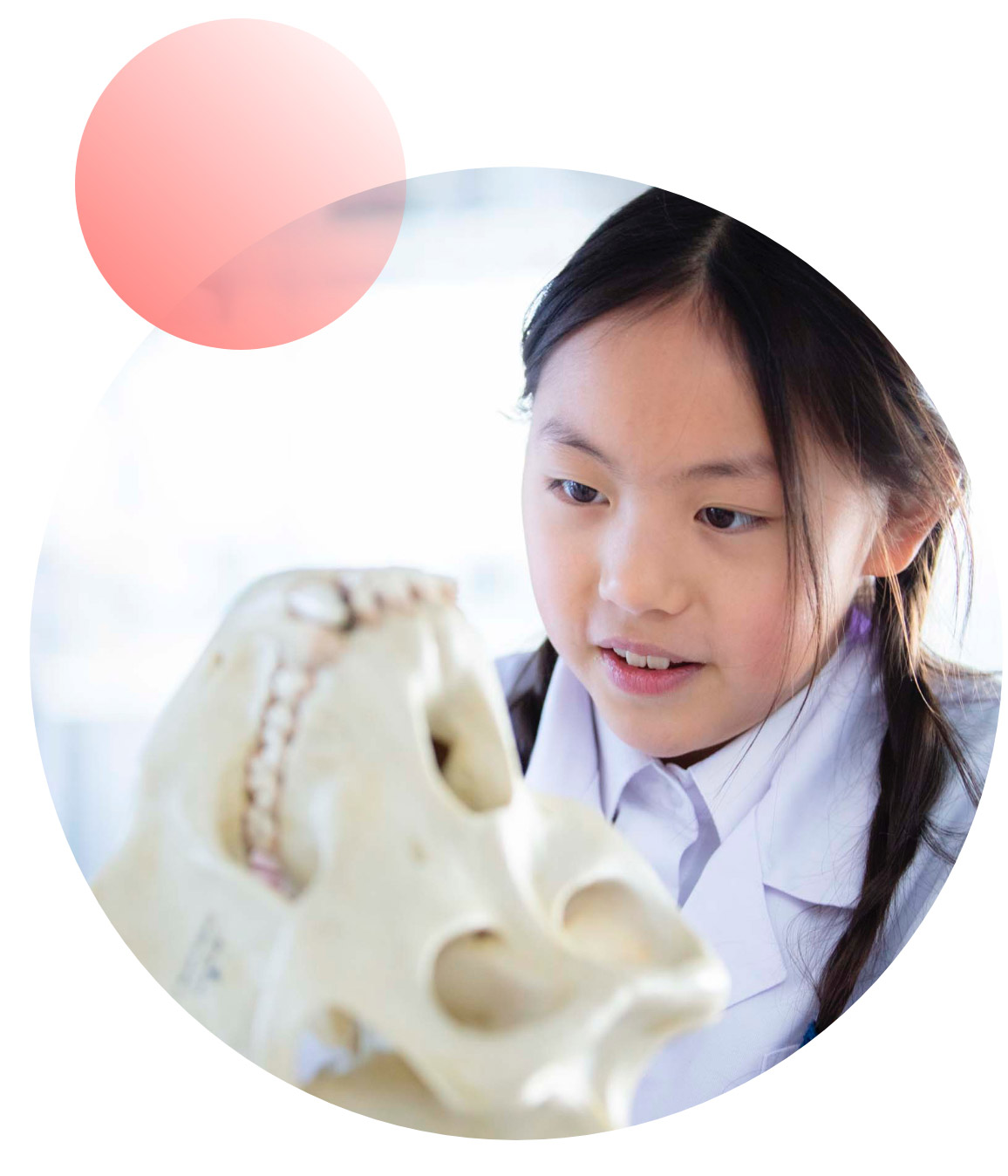Student examining skull